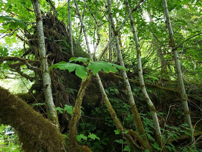 Lena Creek Campground Picture 7