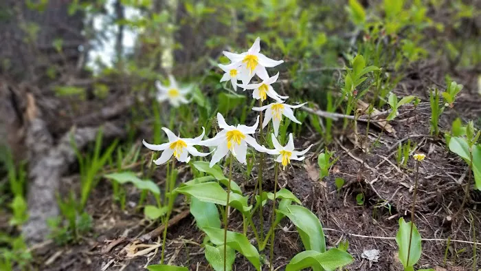 Summerland Camp Picture 5