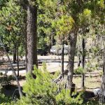 Lodgepole Campground