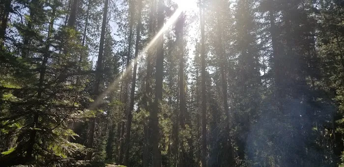 Lodgepole Campground Picture 5