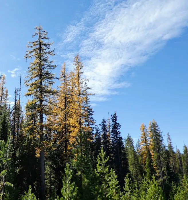 Lodgepole Campground Picture 10