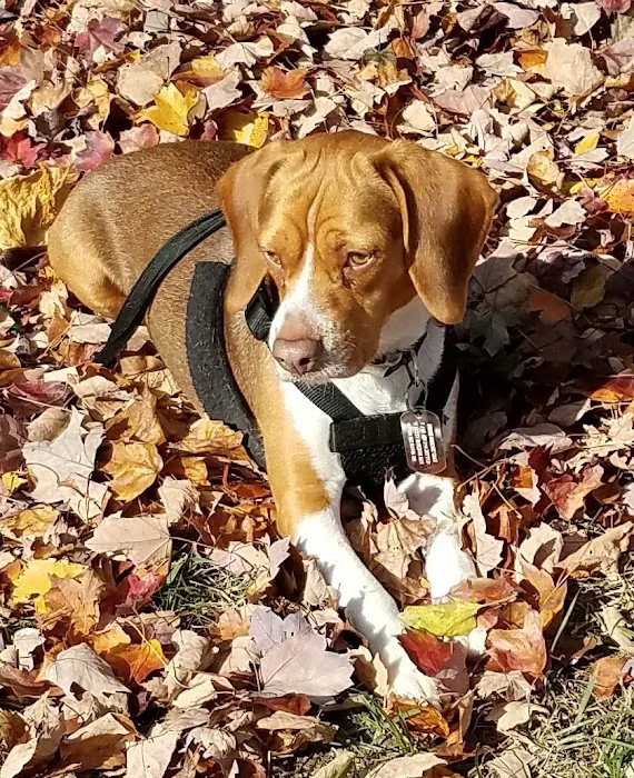 Hidden Brook Estates Picture 7