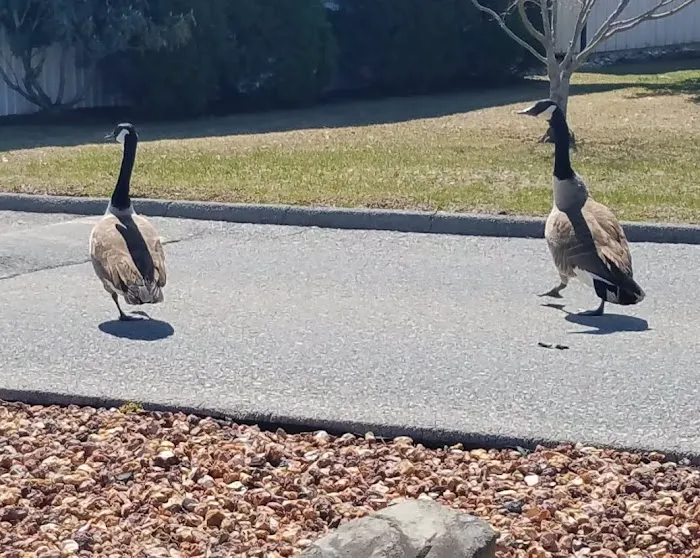 Hidden Brook Estates Picture 2