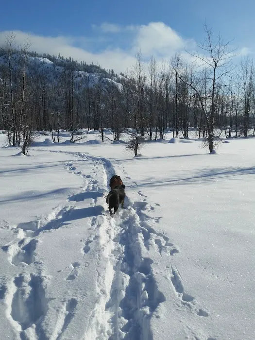 Cle Elum River Group Site Picture 8