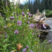 Scatter Creek Campground ico