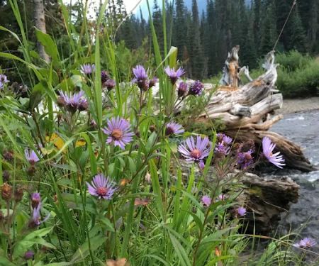 Scatter Creek Campground