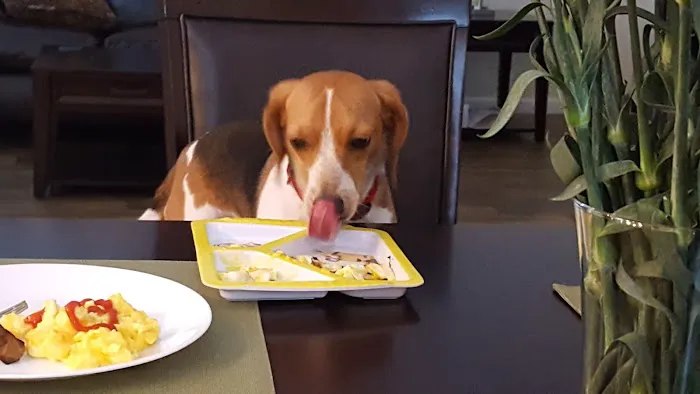 Cedar Springs Picture 3