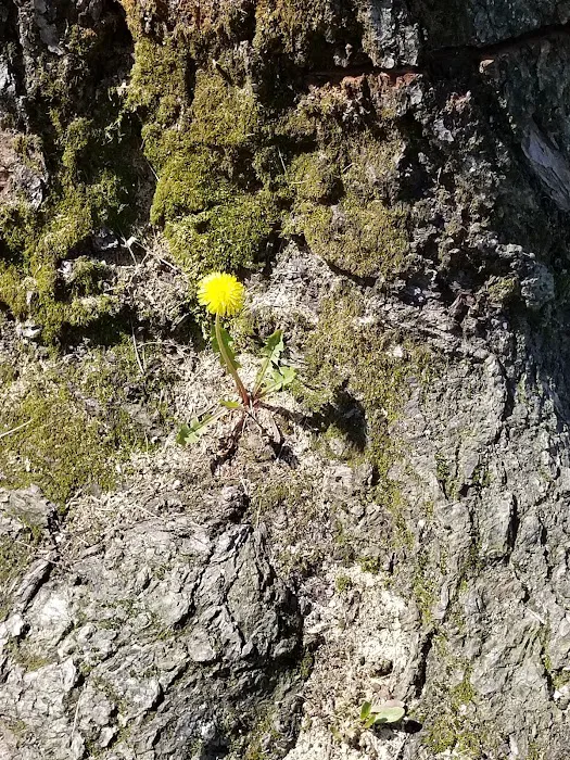 Dutcher Mobile Home Park Picture 7