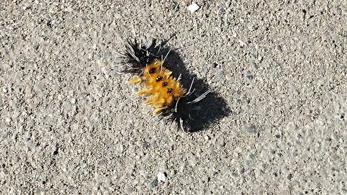 Olympia Campground & Fuel Picture 4