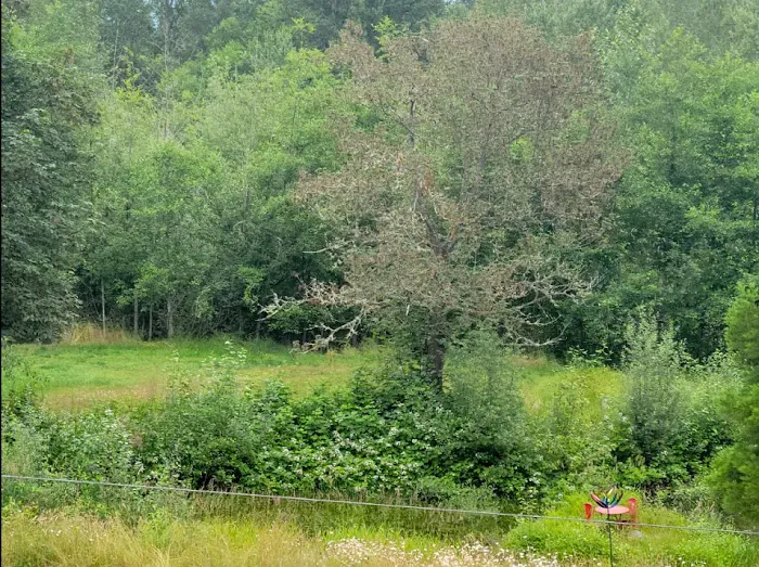 queen bee camping Picture 2