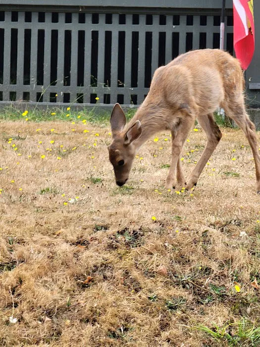 Fort Worden State Park Forest Campground Picture 9