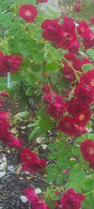 Evergreen Springs Manufactured Home Community Picture 2