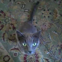 Village Park Inc ico