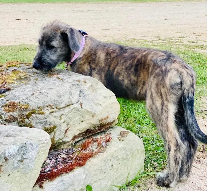 Salmon Cove Group Campground Picture 1