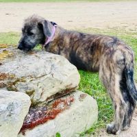 Salmon Cove Group Campground ico