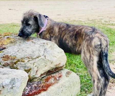 Salmon Cove Group Campground