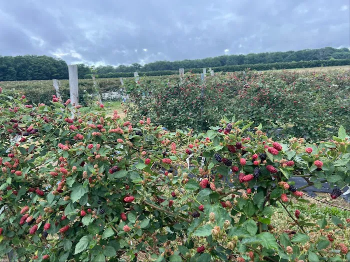 Berryman's Branch Picture 14