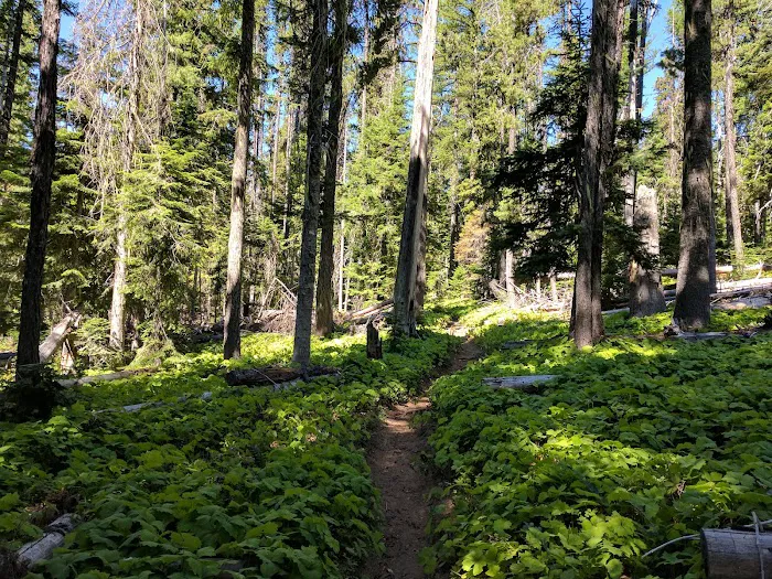 Boat Landing Campground Picture 5