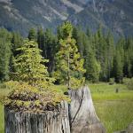 Bumping Lake Campground