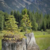 Bumping Lake Campground ico