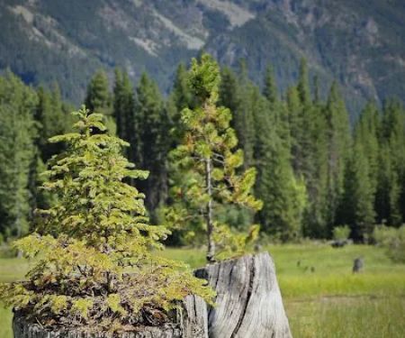 Bumping Lake Campground