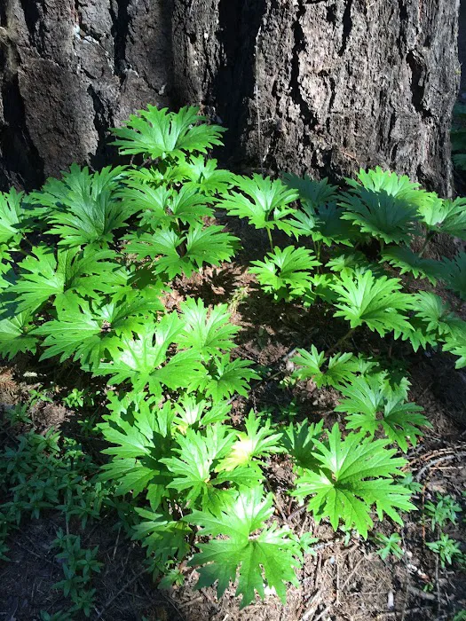 Pine Needle Group Site Picture 9