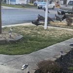 White Oak Mobile Home Park