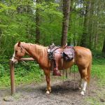 Sahara Creek DNR Horse Camp