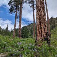 Eightmile Lake Campground ico