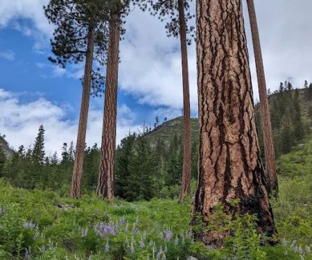 Eightmile Lake Campground