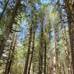 Deer Creek Campground