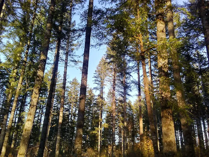 Margaret McKenny Campground Picture 2