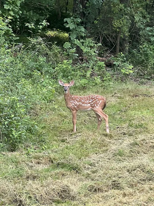 Brook n Wood Family Campground Picture 5
