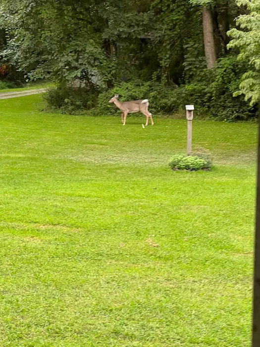 Brook n Wood Family Campground Picture 3