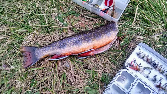 Moose Lake Lower Picture 1