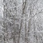 Country Meadows Rents & Sales