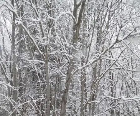 Country Meadows Rents & Sales