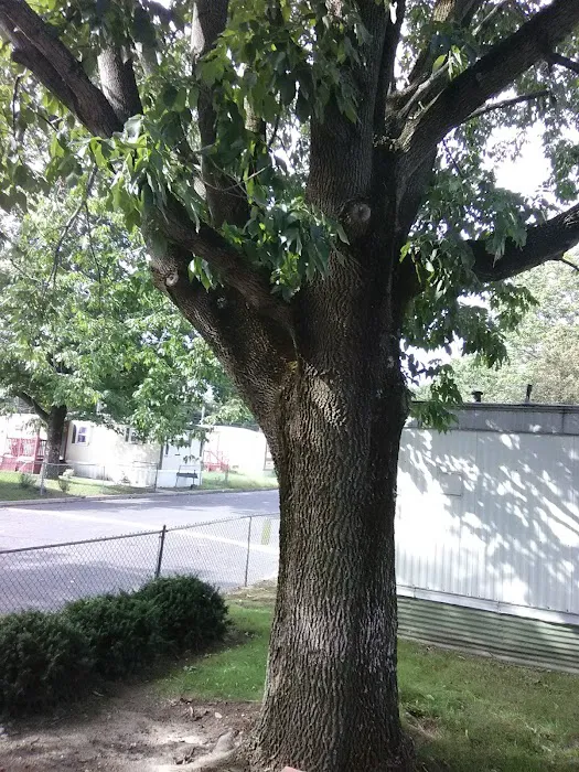 Tips Trailer Park Picture 9