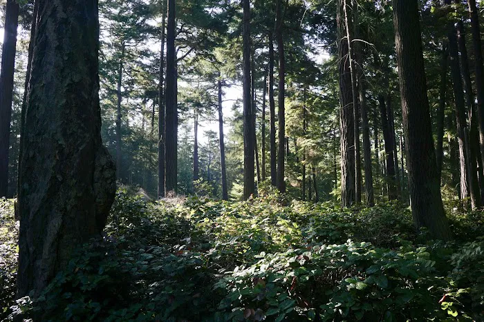 Fort Ebey State Park Campground Picture 7