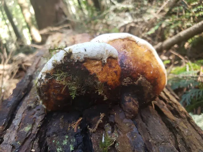 Rhododendron Campground Picture 6