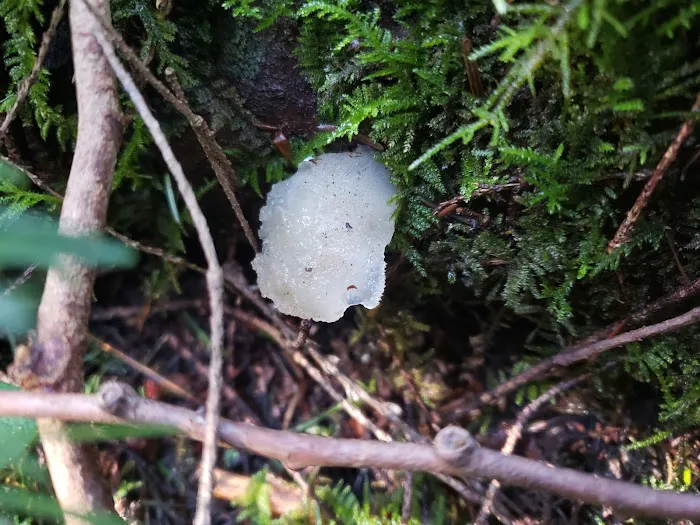 Rhododendron Campground Picture 9