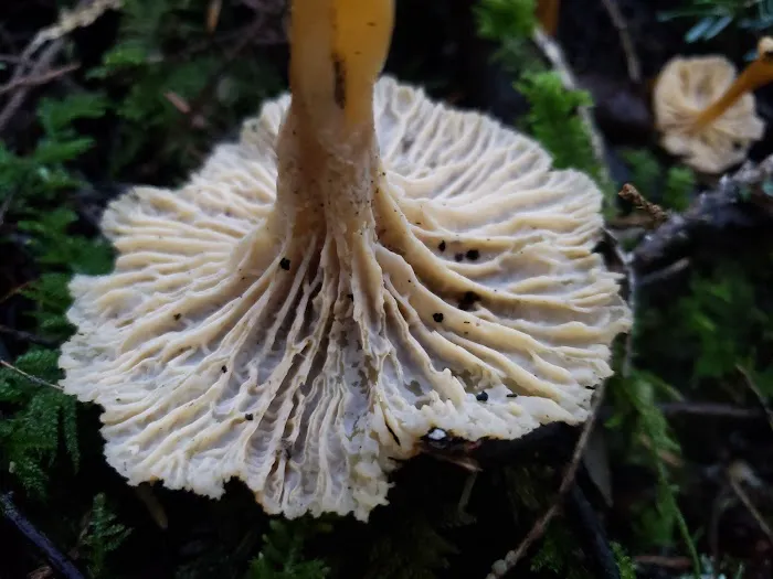 Rhododendron Campground Picture 7