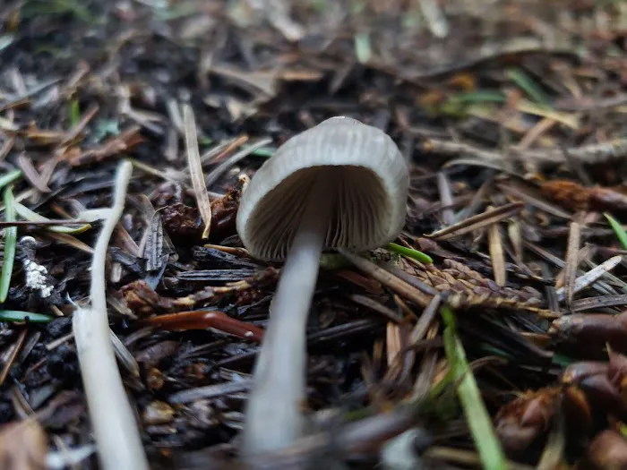 Rhododendron Campground Picture 5