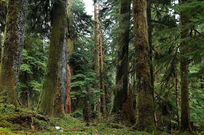 O' Neil Creek Picture 9