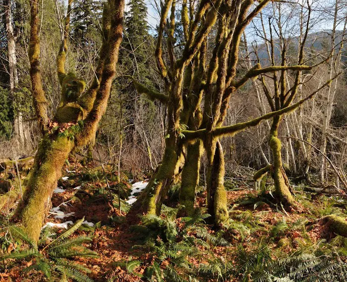 O' Neil Creek Picture 7