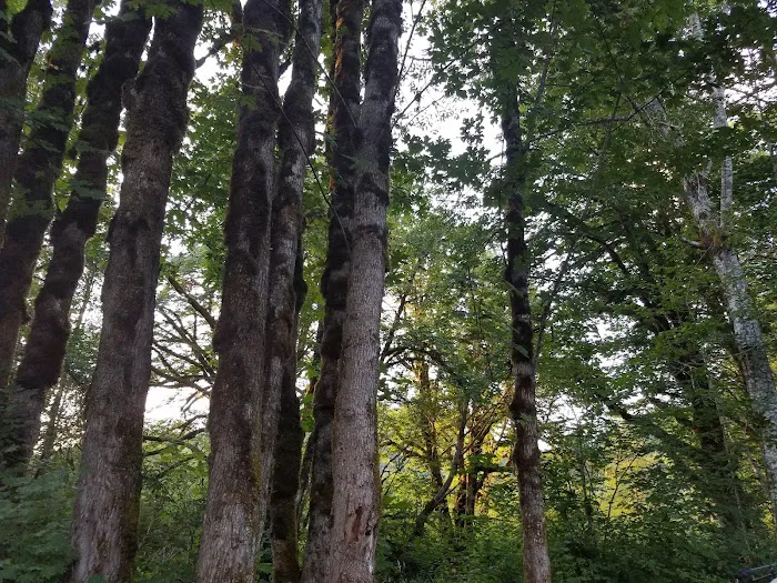 Brown Creek Campground Picture 6