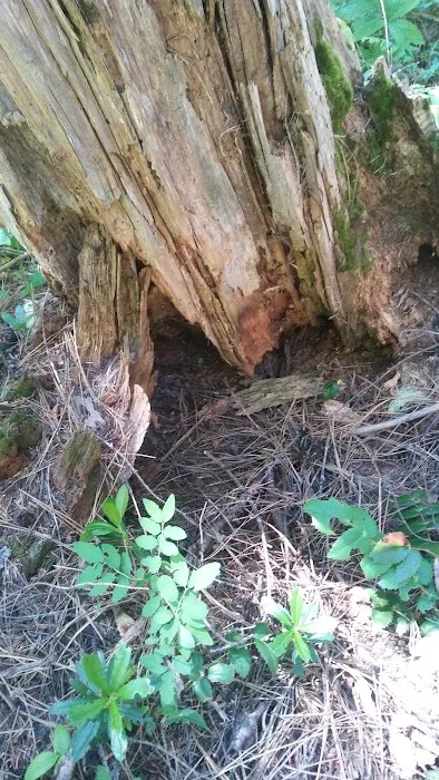 Cedar Springs Campground Picture 9