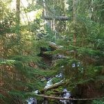 Knuppenburg Lake Campground