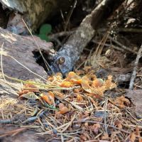 Kaner Flat Group Campsite ico