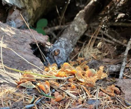 Kaner Flat Group Campsite